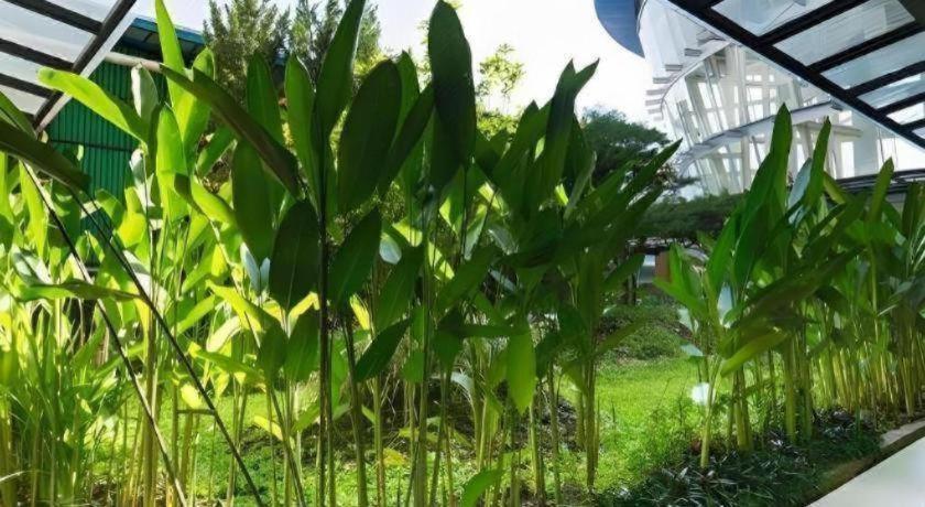 Hotel Asri Plaza Asia Tasikmalaya Εξωτερικό φωτογραφία